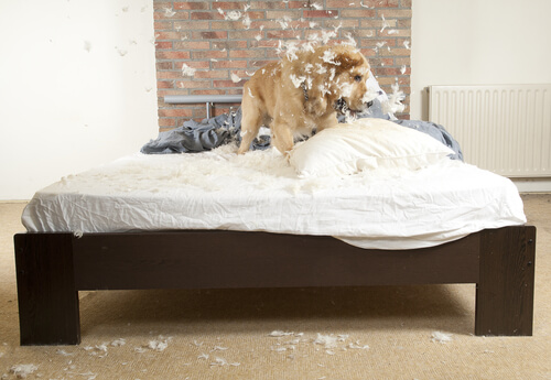 Cachorro destruindo travesseiro