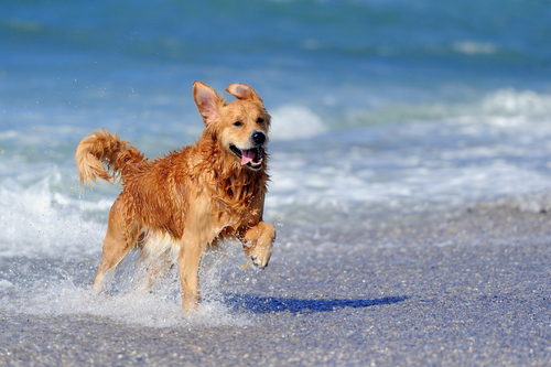 golden retriever na praia