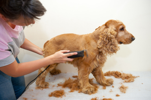 Cachorro tendo o pelo tosado