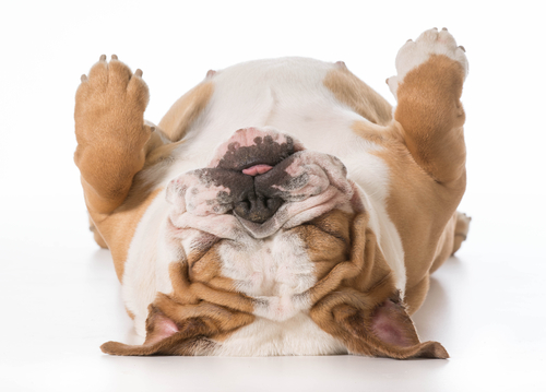 Bulldog Inglês um dos cães que mais tem sono