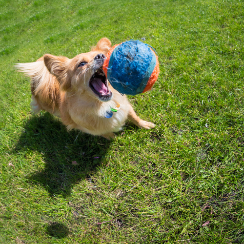 Cachorro brincando com bola