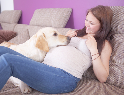 Cães podem detectar a gravidez