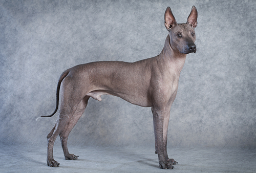 Xoloitzcuintle