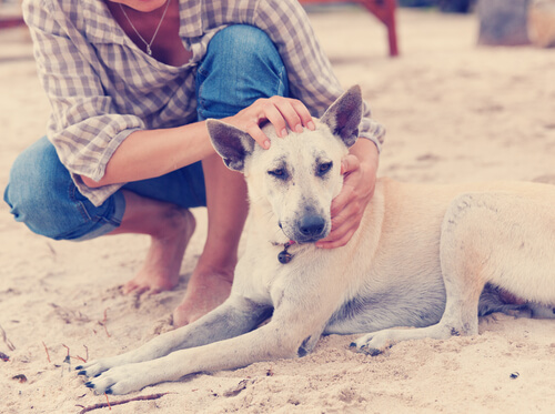 Como acariciar cachorros