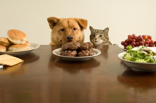 Cão e gato observando comida