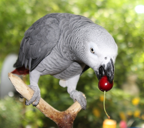 Alimentação ideal para os papagaios