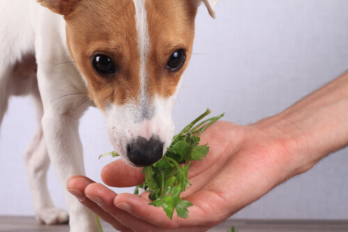 Cachorro comendo verdura