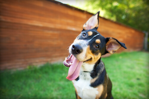 cachorro com língua de fora