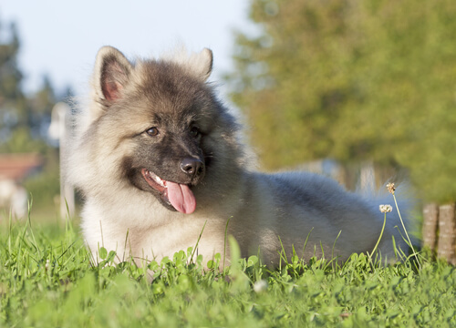 Cachorro keeshond