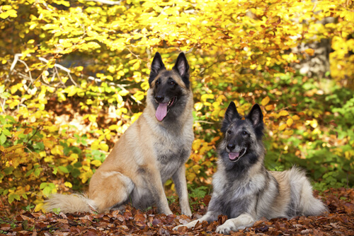 Características desses cães