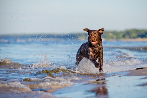 Cachorro correndo na água