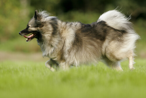 Cachorro keeshond correndo