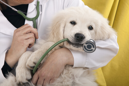 Cachorro no colo do veterinário