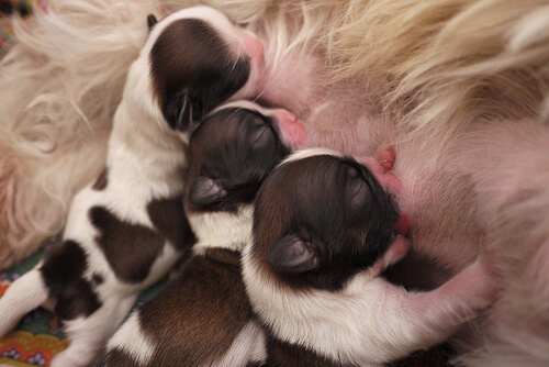 Filhotes mamando depois da gravidez de uma cadela