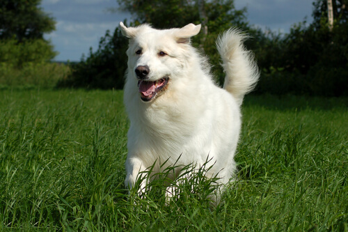 Kuvasz