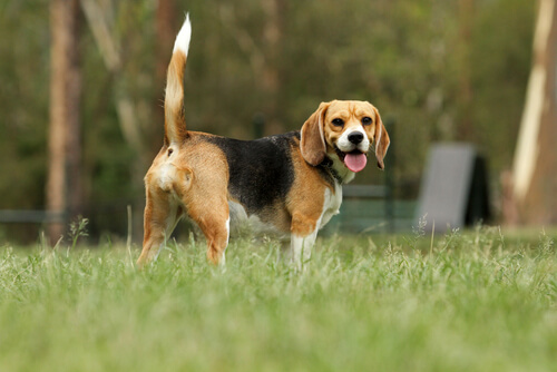 cachorro beagle