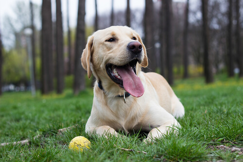 Labrador deitado na grama