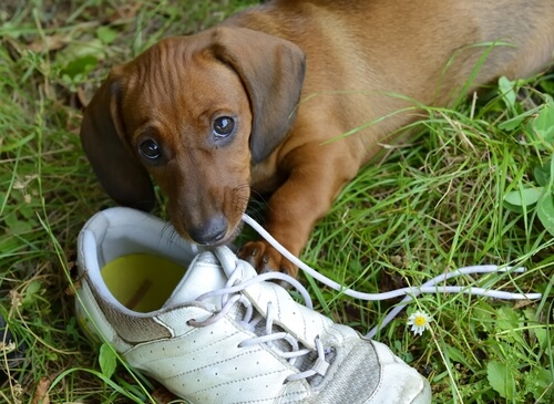 Cachorro comendo sapato