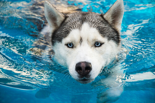 cachorro nadando