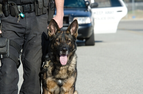 Cachorro de polícia