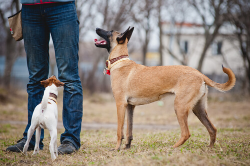 cachorros entendem as pessoas