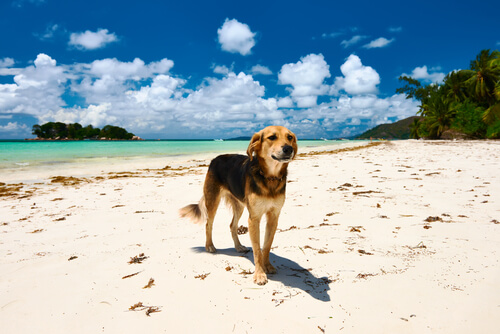 praia para cachorros