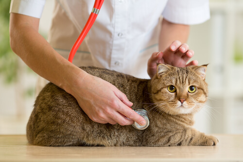 veterinário gato