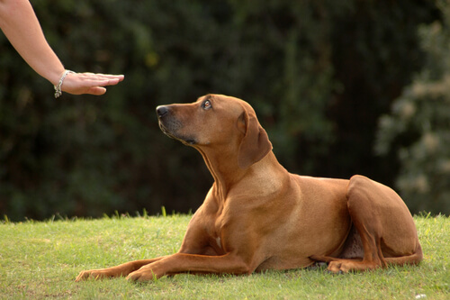 Pessoa adestrando cão