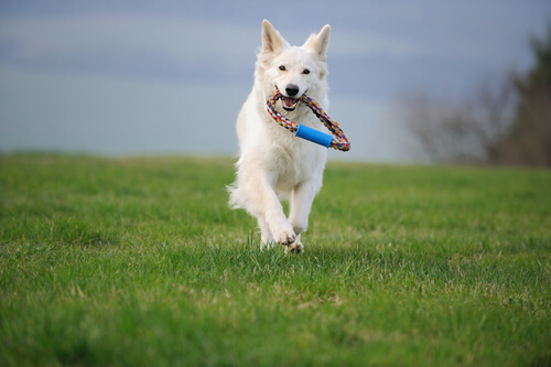 Cão correndo com brinquedo