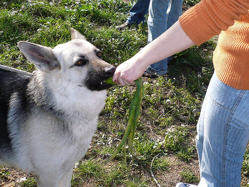 Cachorro comendo vegetal