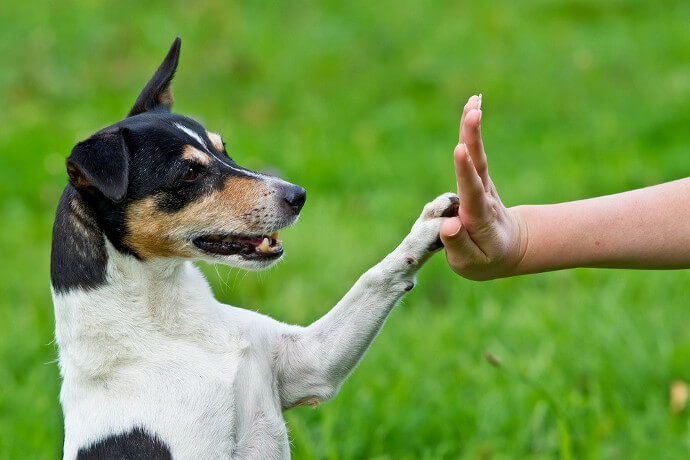 Cachorro toca a mão 