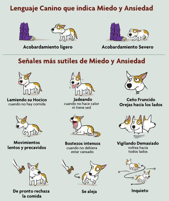 Ansiedad y miedo en el perro