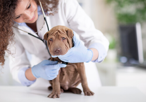 reação alérgica em cães quais podem ser as causas