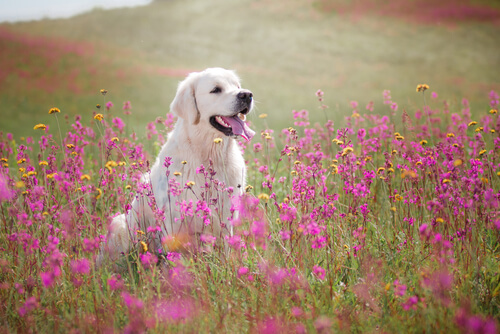 cachorro com flores