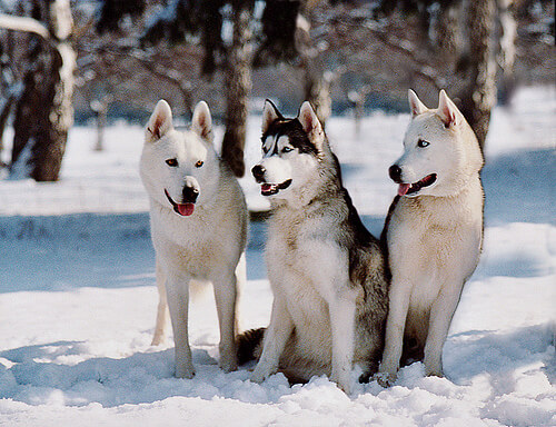 husky sulla neve