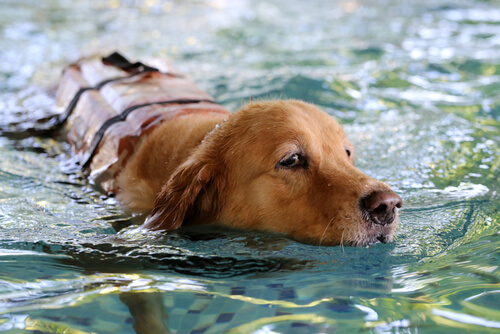 cachorro nadando