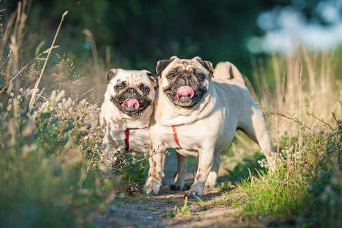 Pugs