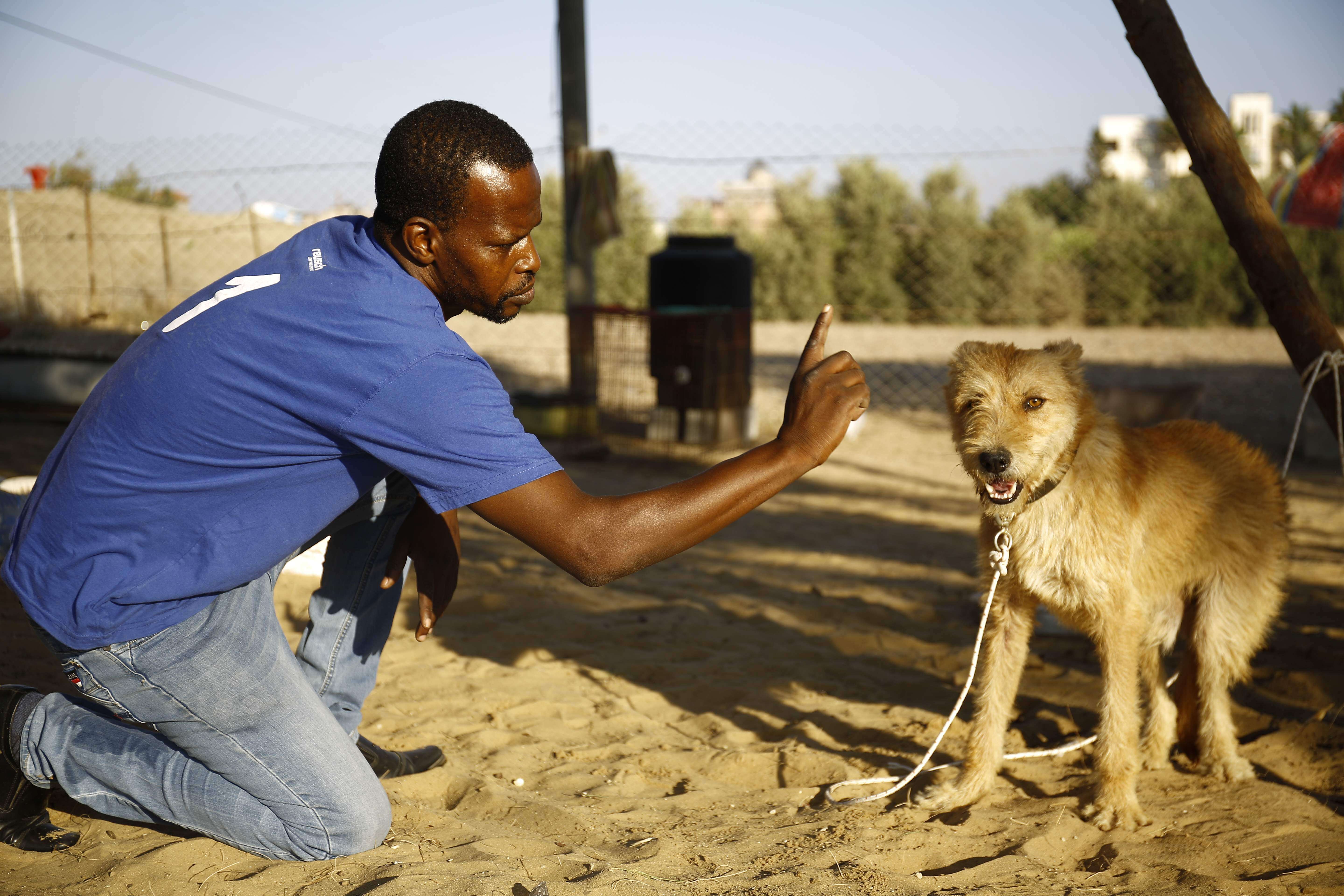 Refugio de cães em gaza