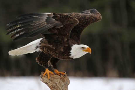 Águila calva características comportamiento y hábitat Mis animales