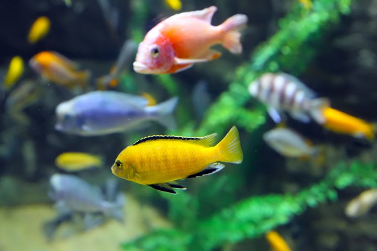 Cuánto tiempo viven los peces en tu acuario Mis animales