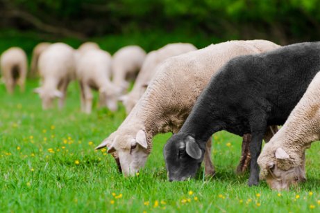 La oveja doméstica alimentación y temperamento Mis Animales