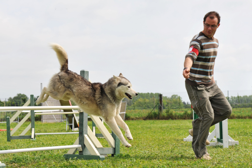 adiestramiento canino 2