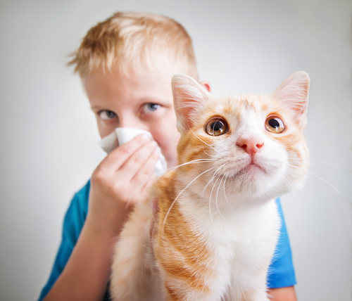 Niño con alergia a los gatos