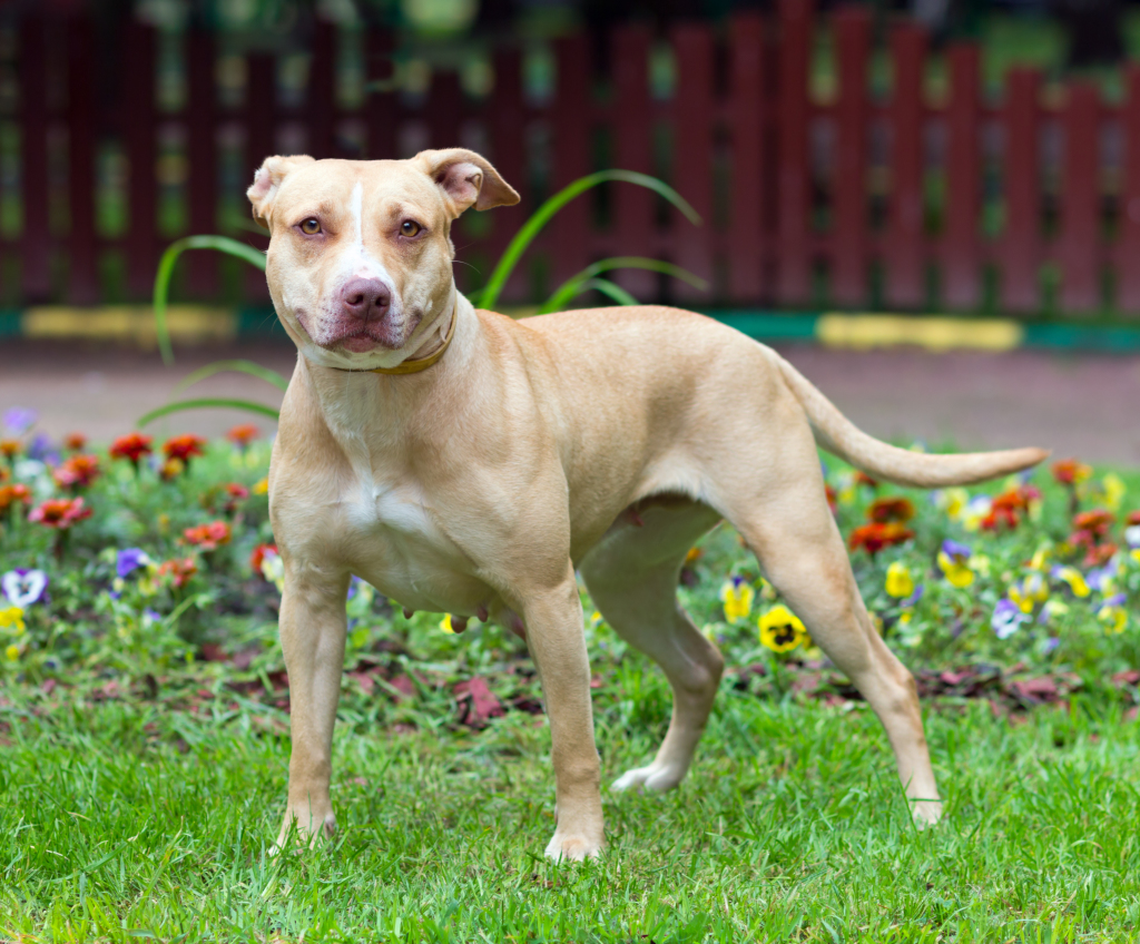 american pitbbull terrier