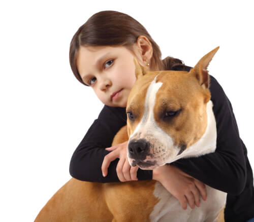 Cómo educar a un pitbull