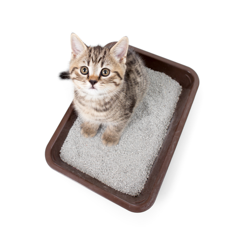 arena para gatos 2