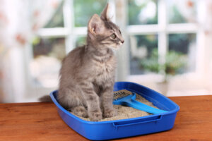 Cómo hacer arena casera para gatos