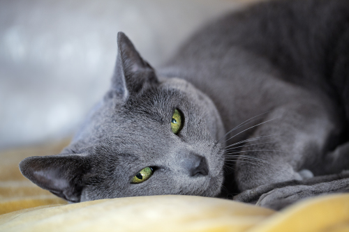 Russian Blue
