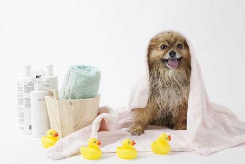 bañar a tu perro 2