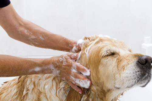 bañar a tu perro 3